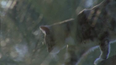 Close up of a Cat walking on a fence