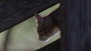 Close up of a Cat walking on a fence