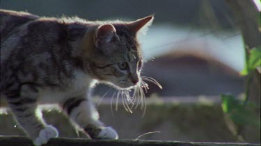 Close up of a Cat walking on a fence