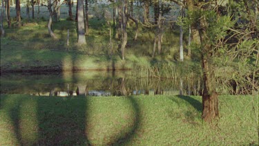 Cat walking on a lawn