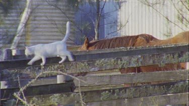 Close up of a white Cat walking on a fence