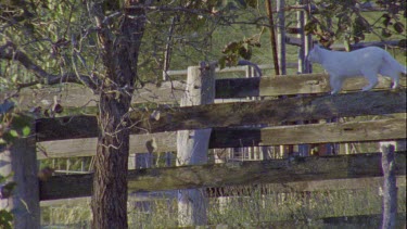 Close up of a white Cat walking on a fence