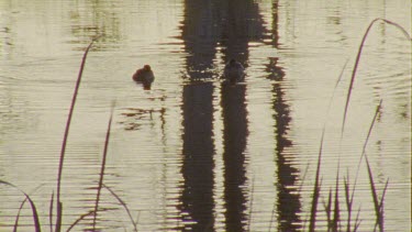 Ducks on a pond