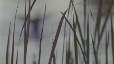 Duck flapping its wings on a pond