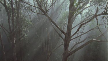 White Feral Cat exploring a forest