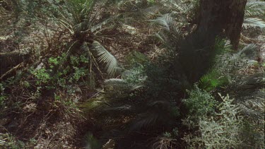 White Feral Cat exploring a forest