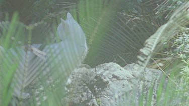 White Feral Cat exploring a forest