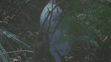 White Feral Cat exploring a forest