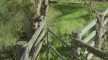 Feral Cat walking on a fence