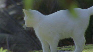 White Feral Cat exploring a forest