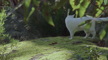 White Feral Cat exploring a forest