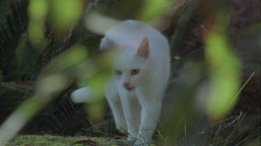 White Feral Cat exploring a forest