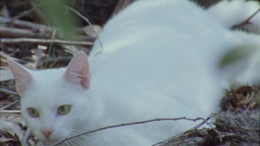 White Feral Cat lying down in a forest