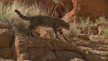 Feral Cat walking through boulders