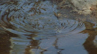 Australia frog swimming in a pond