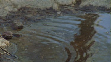 Australia frog swimming in a pond