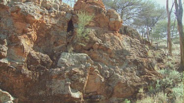 Zoom to Feral Cat sitting in a rock hole