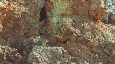 Feral Cat walking along a rock wall