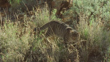 Feral Cat walking through the grass