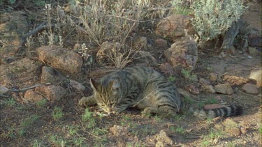 Feral Cat eating a fish