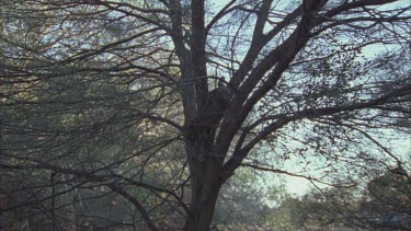 Feral Cat climbing down a tree