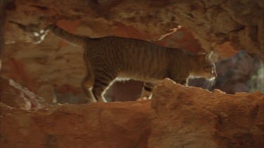 Feral Cat walking in a rock cave