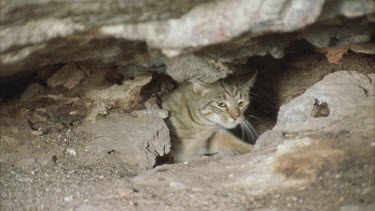 Feral Cat coming out from a rock cave