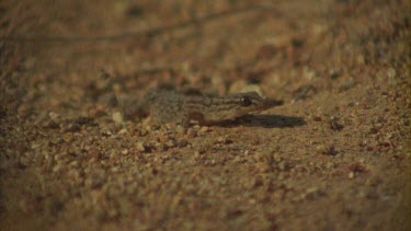 Gecko in the dirt