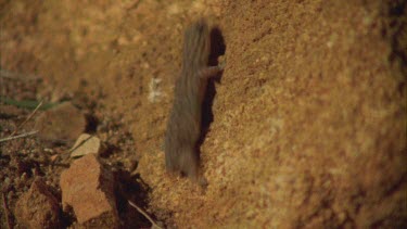 Gecko climbing a rock