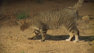Feral cat hunting a Frog at night