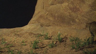 Feral cat hunting a Frog at night