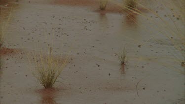 Plants in wet dirt