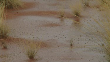 Close up of wet dirt