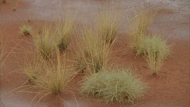 Desert shrubs