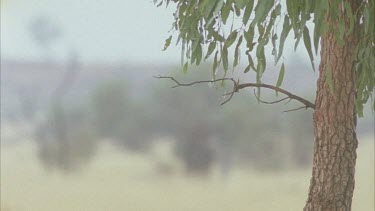 Tree in a misty valley