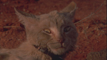 Close up of a Feral Cat with a collar