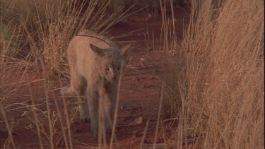 Feral Cat with a collar walking through tall grass