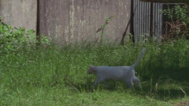 White Feral Cat running into a barn