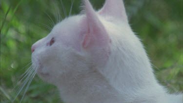 Close up of a white Feral Cat head