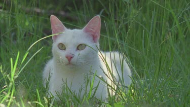 White Feral Cat lying in the grass