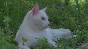 White Feral Cat lying in the grass