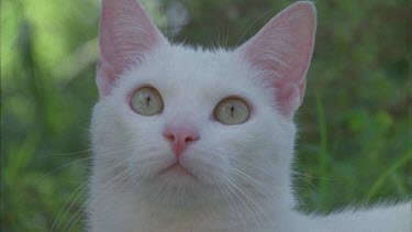 Close up of a white Feral Cat head