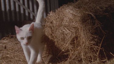 White Feral Cat walking in straw in a barn