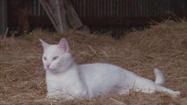 White Feral Cat lying in straw in a barn