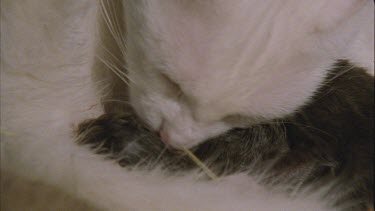 White Feral Cat cleaning her black kittens