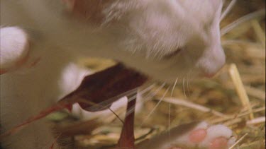 White Feral Cat eating with her black kitten