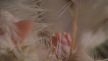 Close up of white Feral Cat eating a rodent