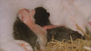 Three Feral Cat kittens nursing