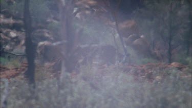 Feral Cat exploring a foggy forest floor