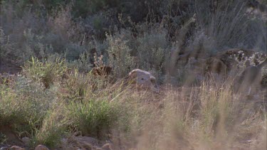 Feral Cat walking in dry grass